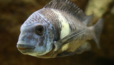 Tropheus duboisi